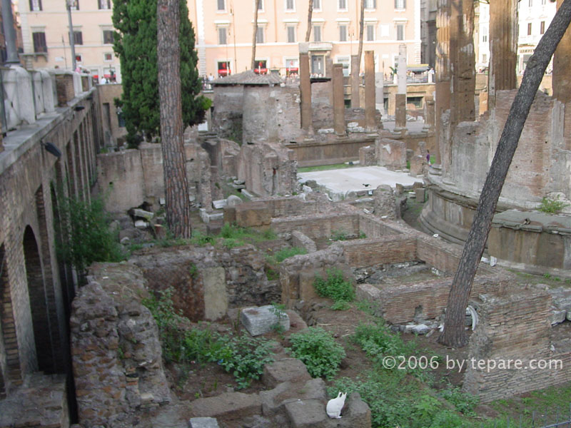 monumenti di Roma, gatti al sole d'' Ottobre